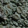 Lecanora conizaeoides